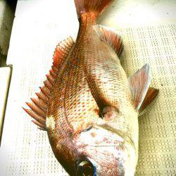 龍神丸(鹿児島) 釣果