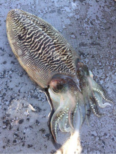 第二 海洋丸 釣果