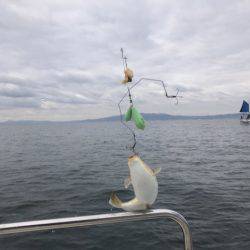 Ｖ−７ West 釣果