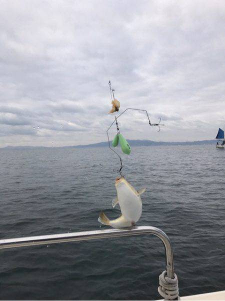 Ｖ−７ West 釣果