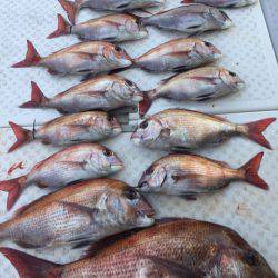 ビッグファイター 釣果