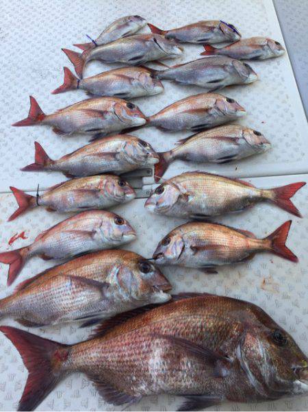 ビッグファイター 釣果