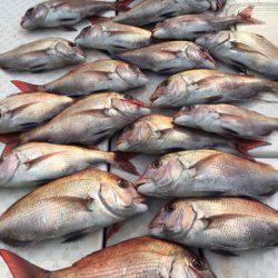 ビッグファイター 釣果