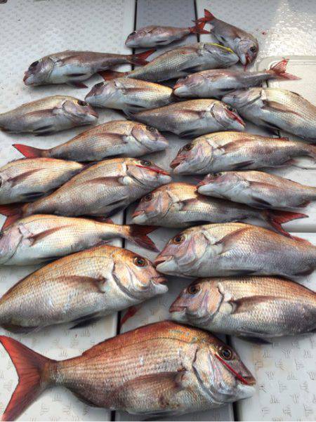 ビッグファイター 釣果