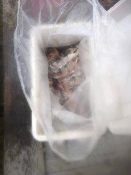 釣り堀水宝 釣果