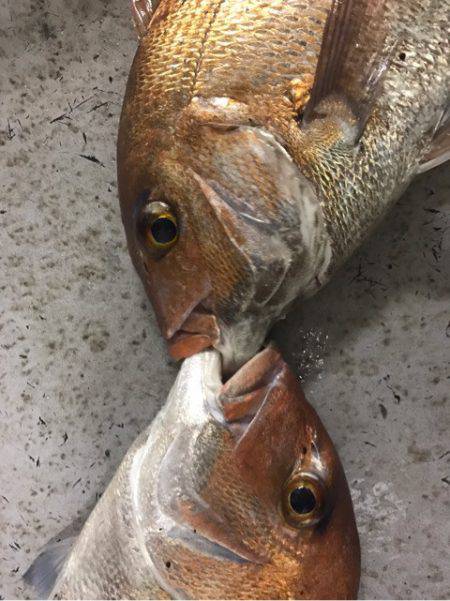 釣鯛洋 釣果
