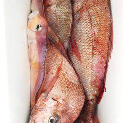 龍神丸（鹿児島） 釣果