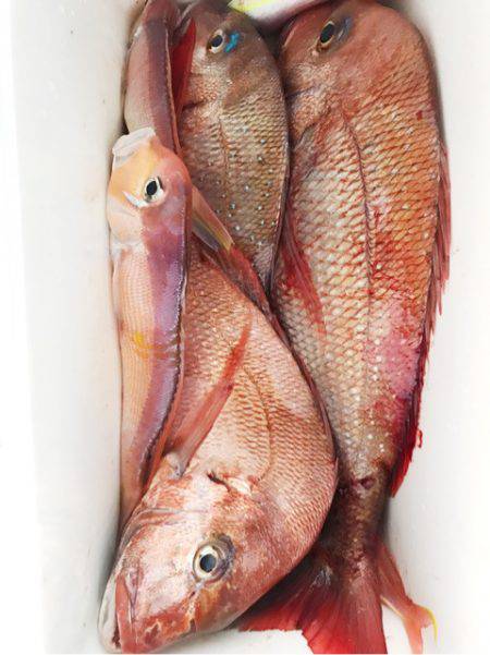 龍神丸（鹿児島） 釣果