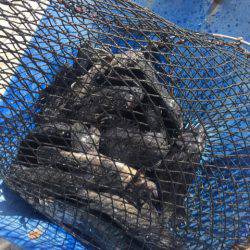 釣り堀水宝 釣果