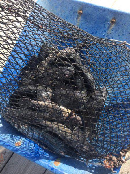 釣り堀水宝 釣果