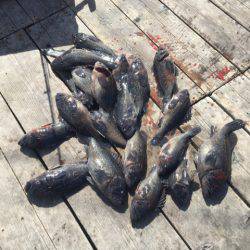 釣り堀水宝 釣果