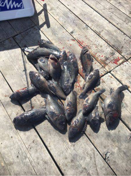 釣り堀水宝 釣果