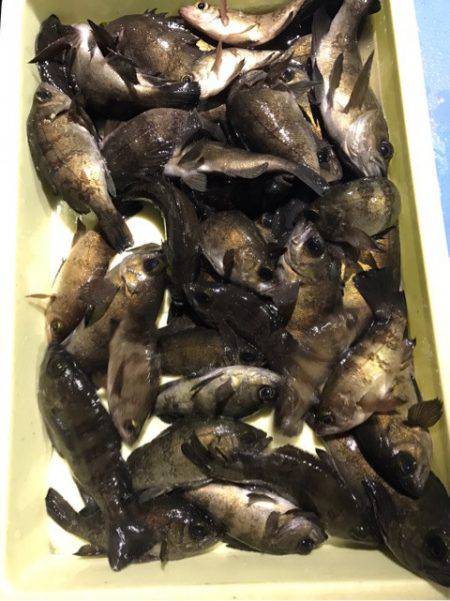 ヤザワ渡船 釣果