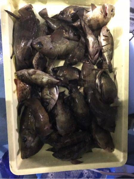 ヤザワ渡船 釣果