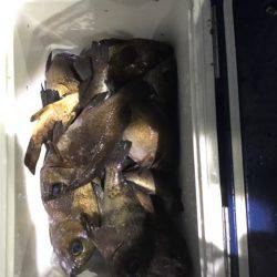 ヤザワ渡船 釣果