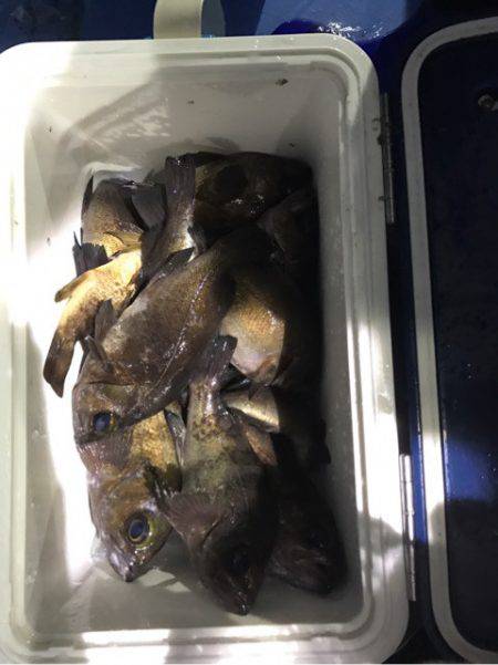 ヤザワ渡船 釣果