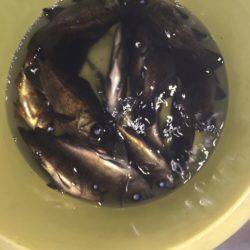 Ｖ−７ West 釣果