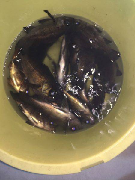 Ｖ−７ West 釣果