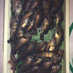 Ｖ−７ West 釣果