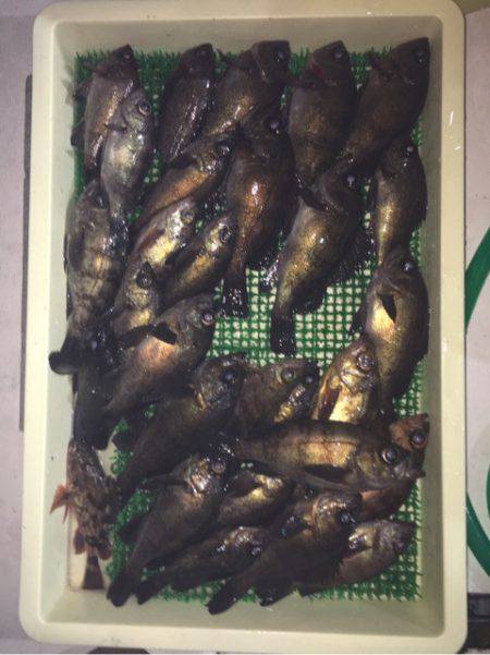 Ｖ−７ West 釣果