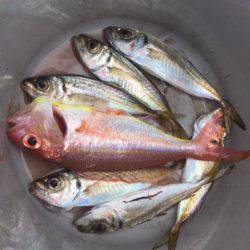 第二 海洋丸 釣果