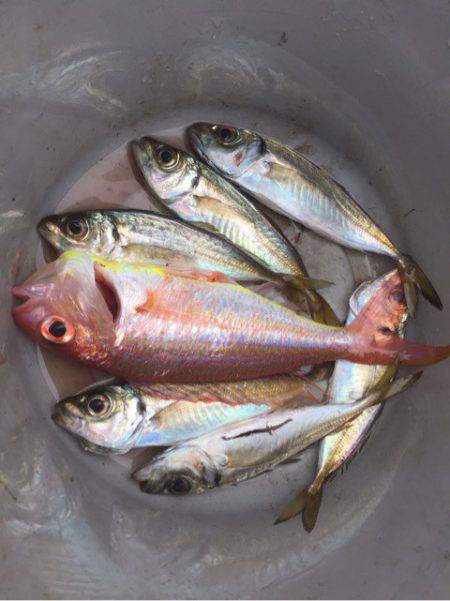 第二 海洋丸 釣果