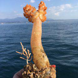 末広丸(熊本) 釣果