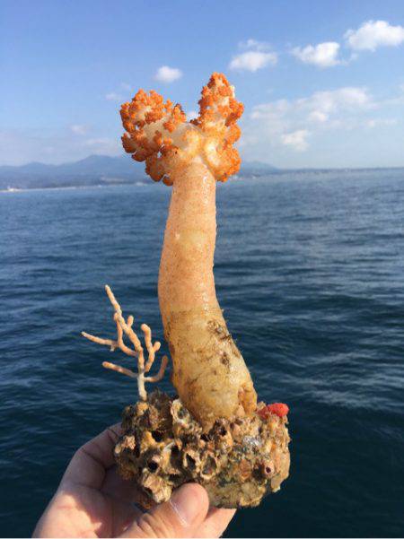 末広丸(熊本) 釣果