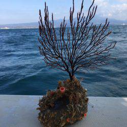 末広丸(熊本) 釣果