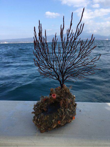 末広丸(熊本) 釣果