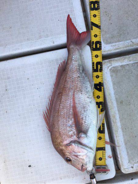 龍神丸(鹿児島) 釣果