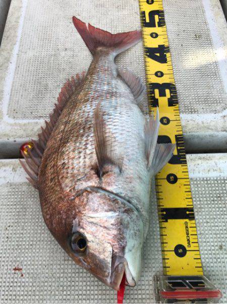 龍神丸(鹿児島) 釣果