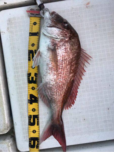 龍神丸(鹿児島) 釣果