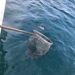 龍神丸(鹿児島) 釣果