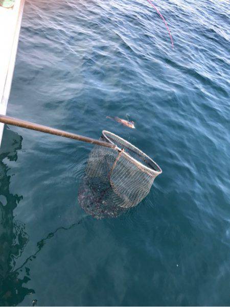 龍神丸(鹿児島) 釣果