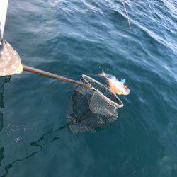 龍神丸(鹿児島) 釣果