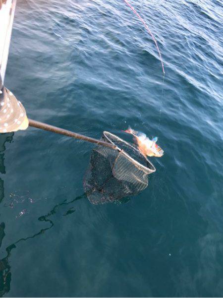 龍神丸(鹿児島) 釣果