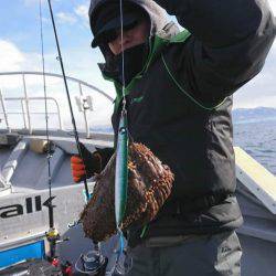 シーランチ 釣果