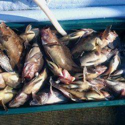 小樽港遊漁船SHAKE 釣果