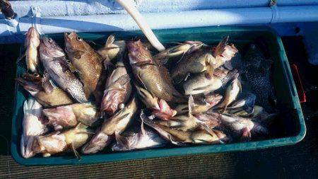 小樽港遊漁船ＳＨＡＫＥ 釣果