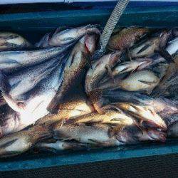 小樽港遊漁船SHAKE 釣果