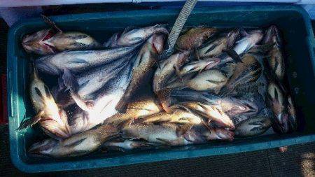 小樽港遊漁船SHAKE 釣果