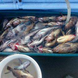 小樽港遊漁船SHAKE 釣果