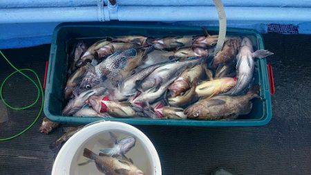 小樽港遊漁船SHAKE 釣果