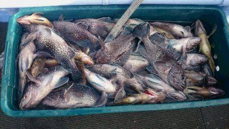 小樽港遊漁船ＳＨＡＫＥ 釣果