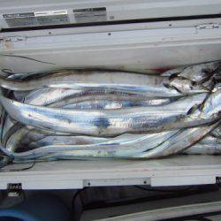 フィッシング　キッタカ 釣果