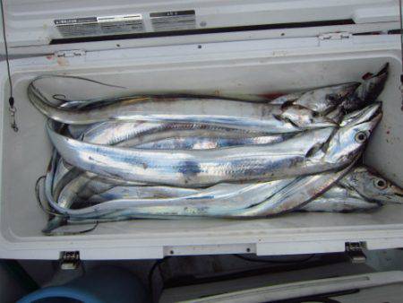 フィッシング　キッタカ 釣果