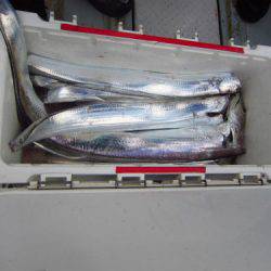 フィッシング　キッタカ 釣果