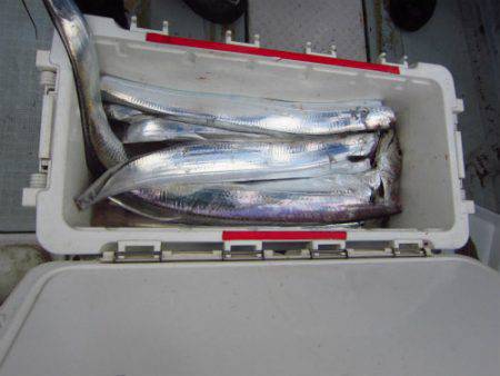 フィッシング　キッタカ 釣果