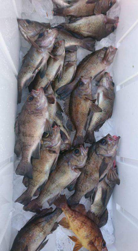 海龍丸（石川） 釣果